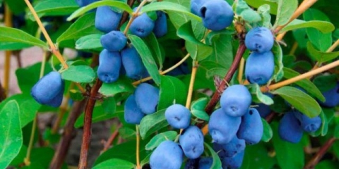 Orlovi nokti: kada bobica sazre, zašto ne cveta, koje godine počinje da daje plodove